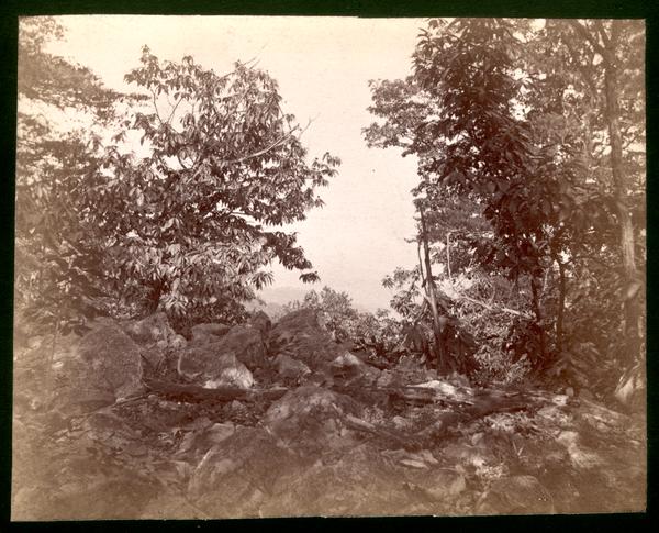 Summit of Pine Mt. (looking west)Chilhowee Range Blount Co. Tenn.