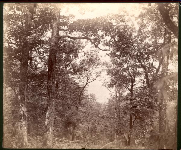 Summit of Pine Mt. (looking north)Chilhowee Range Blount Co. Tenn.