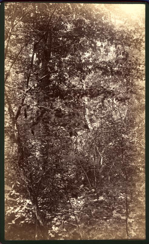 Gorge below Spring house Mt. Nebo