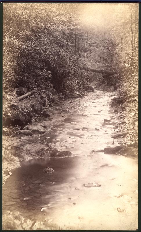 Laurel Creek road Blount Co. Tenn. (laurels)