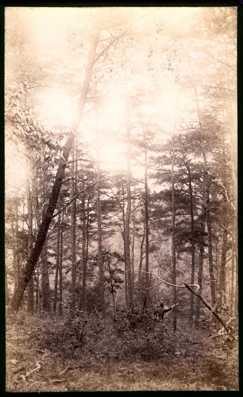 Pine forest on slope of Scott Mt. Blount Co. Tenn.
