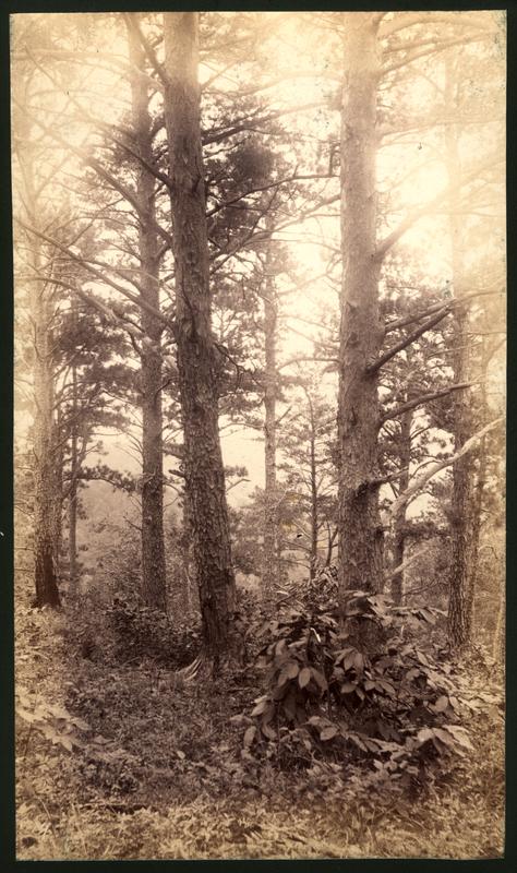 Giant pines on Scott Mt.