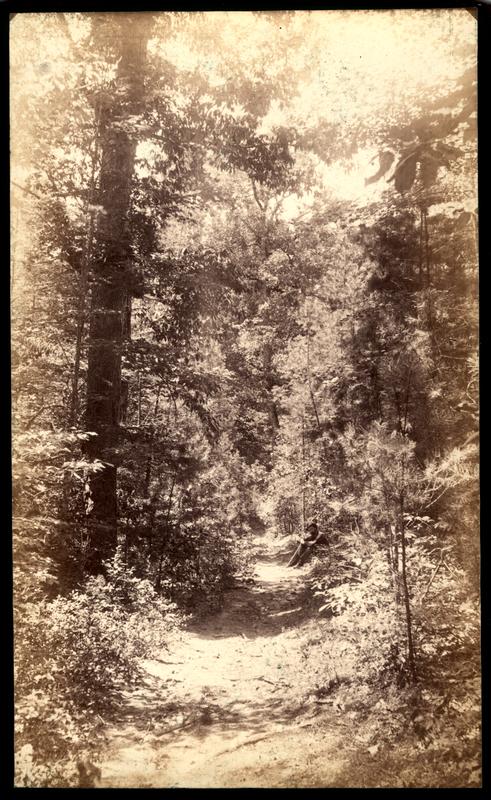 Woodland trail near Melrose Spring