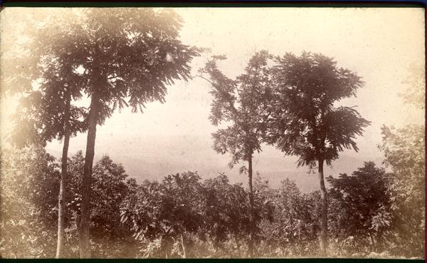 View from verandah of Mt. Nebo house - Blount Co.