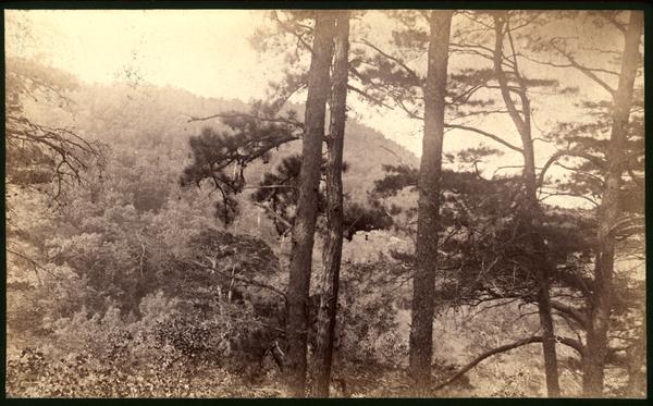 Flank of Mt. Nebo from slope of Pine Mt.
