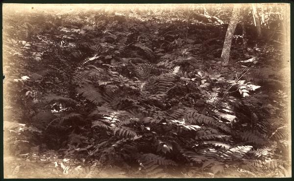 Fernbank in Pine Mt. Chilhowee R. Blount Co. Tenn.