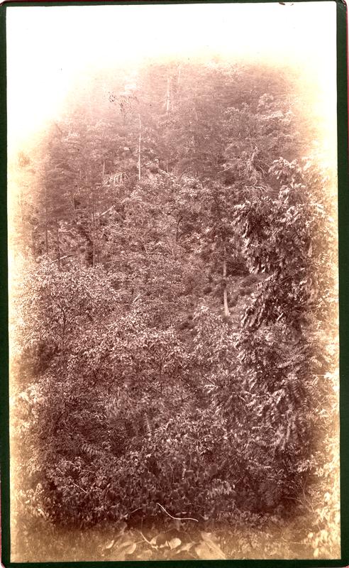 Slope of Pine Mt. from point of rocks N. of Mt Nebo House