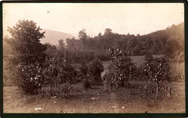 Avert's clearing. Miller's Cove