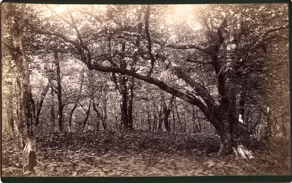 Oak forest around summit of Big Bald Mt.