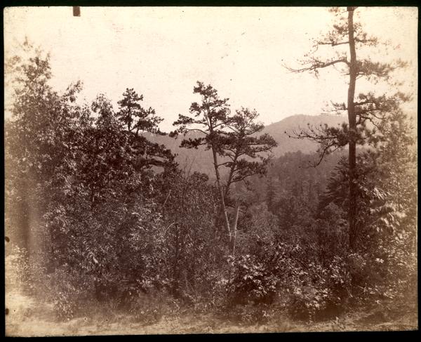 Crossed pines on road from Cade's Cove to Tuckaleechee